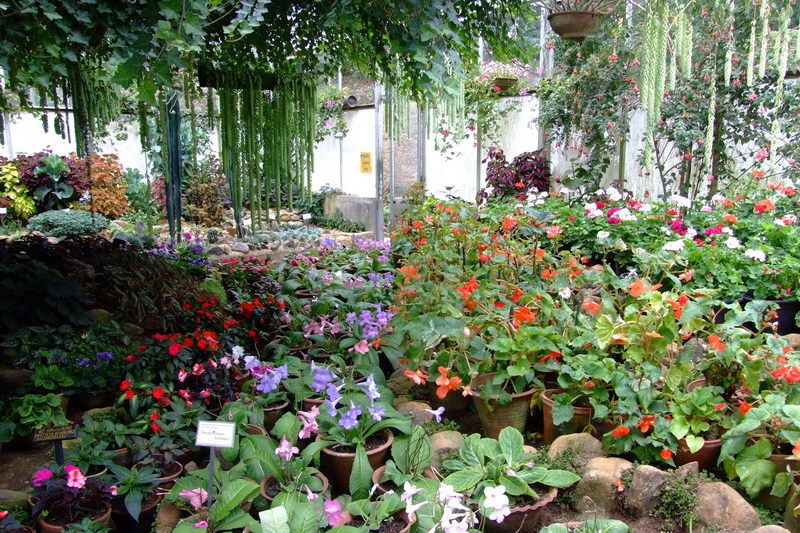 Sri Lanka, Xakgala Botanical Garden